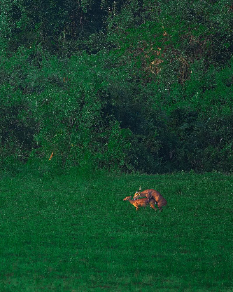 Indian Hog Deer mating