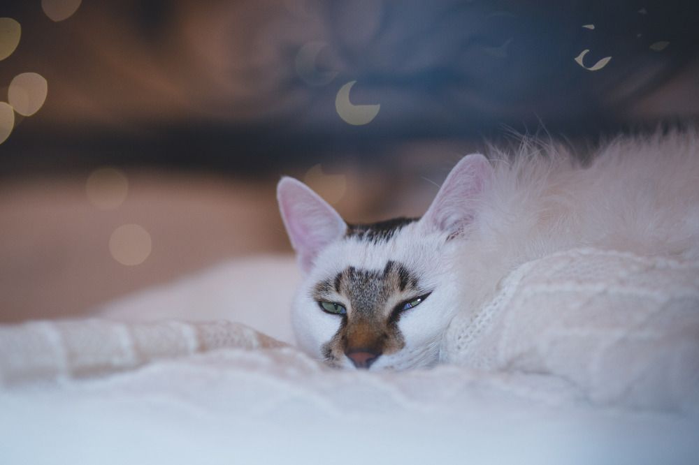 Photograph by Алена Гаспарян