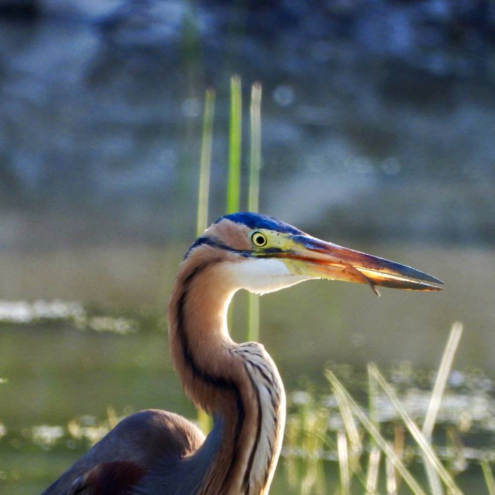 Водоплавающие в Крыму.