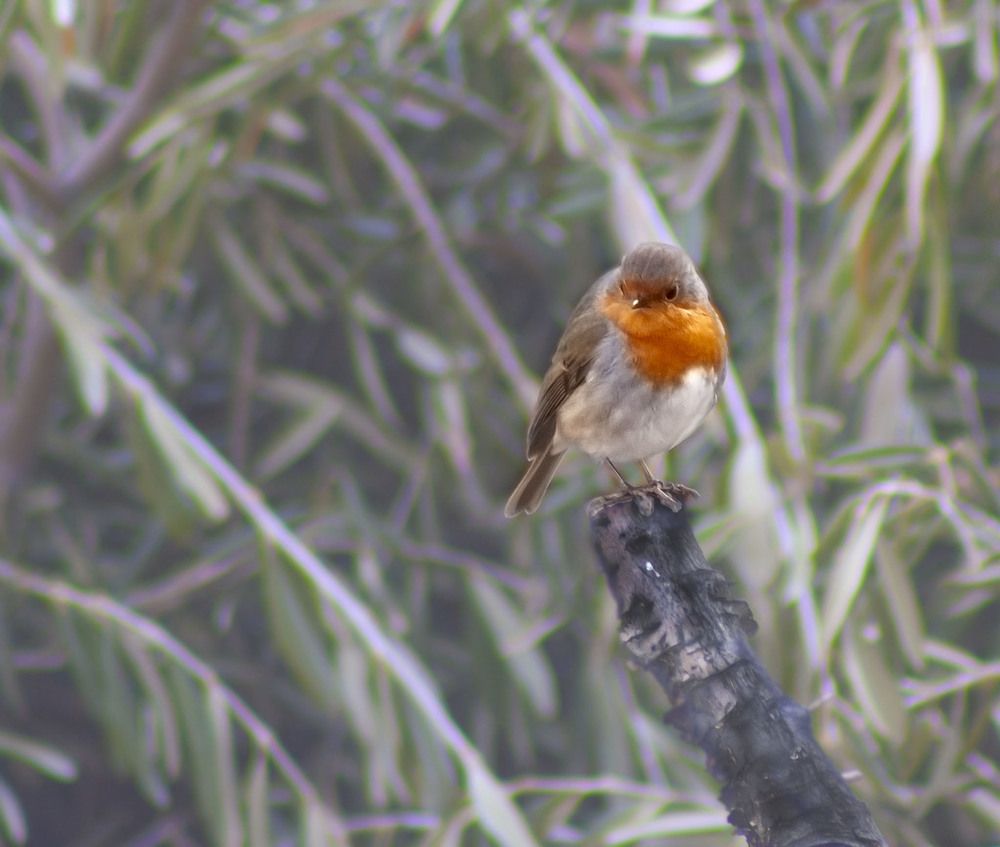 Фотография автора Omar Sanad
