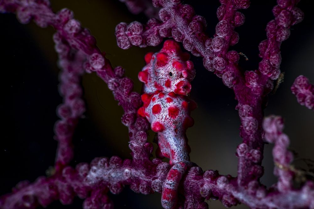 Фотография автора Paula Vianna