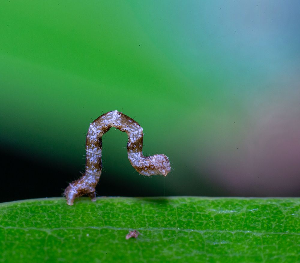 Фотография автора Laddu Sasindu Pramuditha De Silva