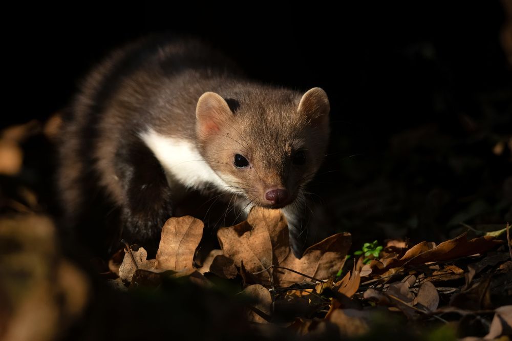 Фотография автора Яков Осканов
