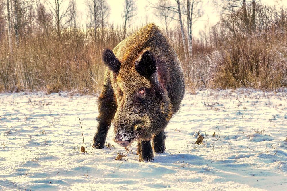 Photograph by Евгений Рощин