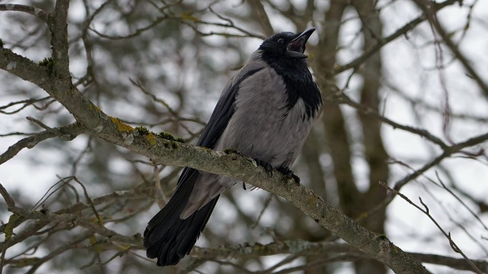 Фотография автора Владимир Коровяковский