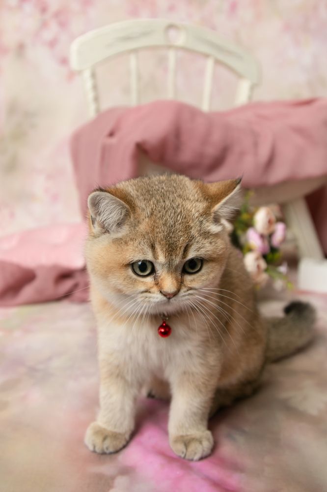 Photograph by Виктория Горловецки