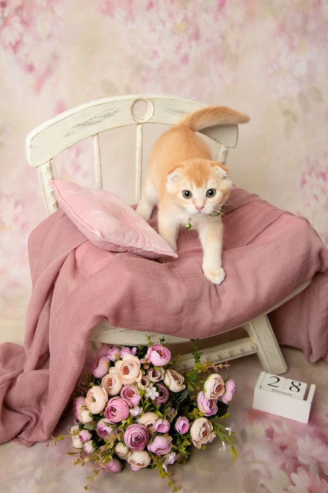 Photograph by Виктория Горловецки