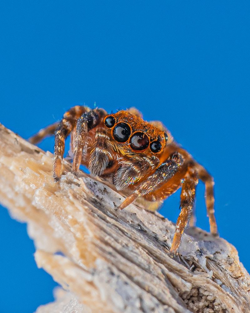 Jumping spider