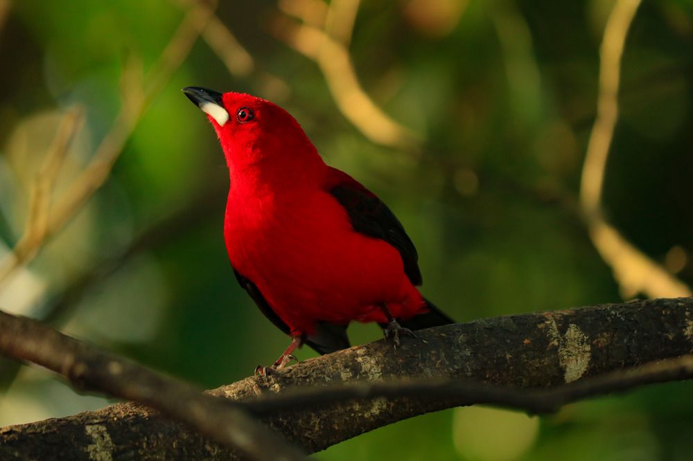 Photograph by Marcelo Nascimento