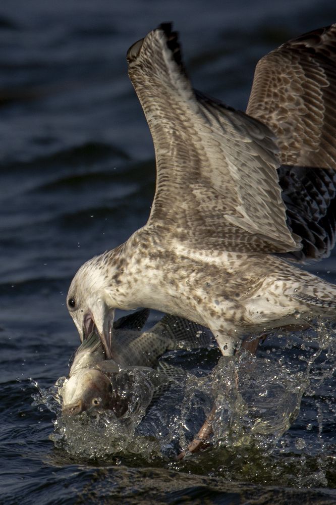 Photograph by רוסלן ברם