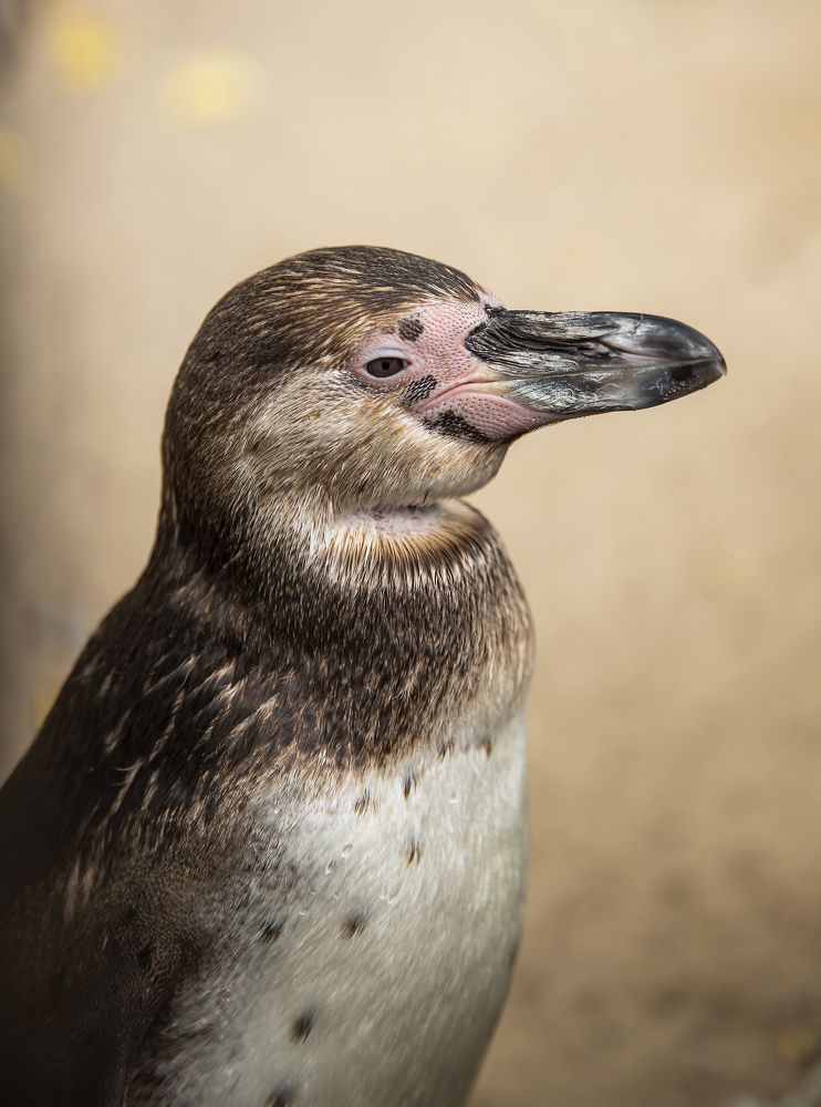 Photograph by Анна Малютина