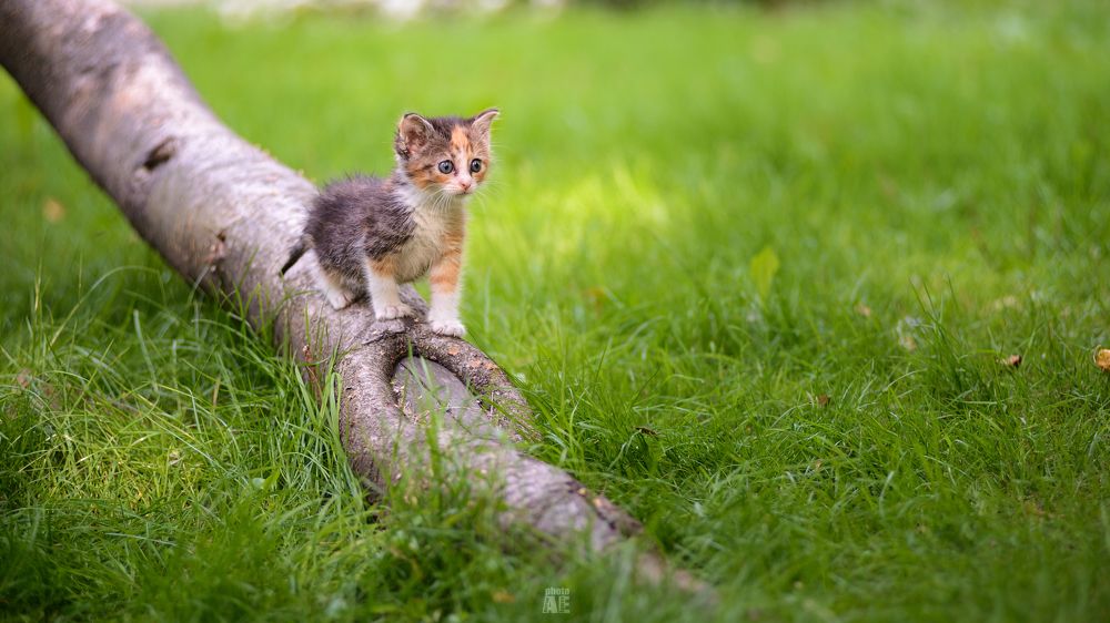 Photograph by Andrew