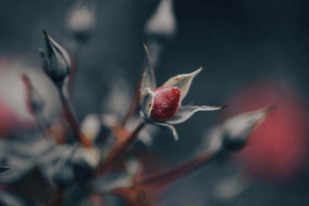 Photograph by Анна Малютина