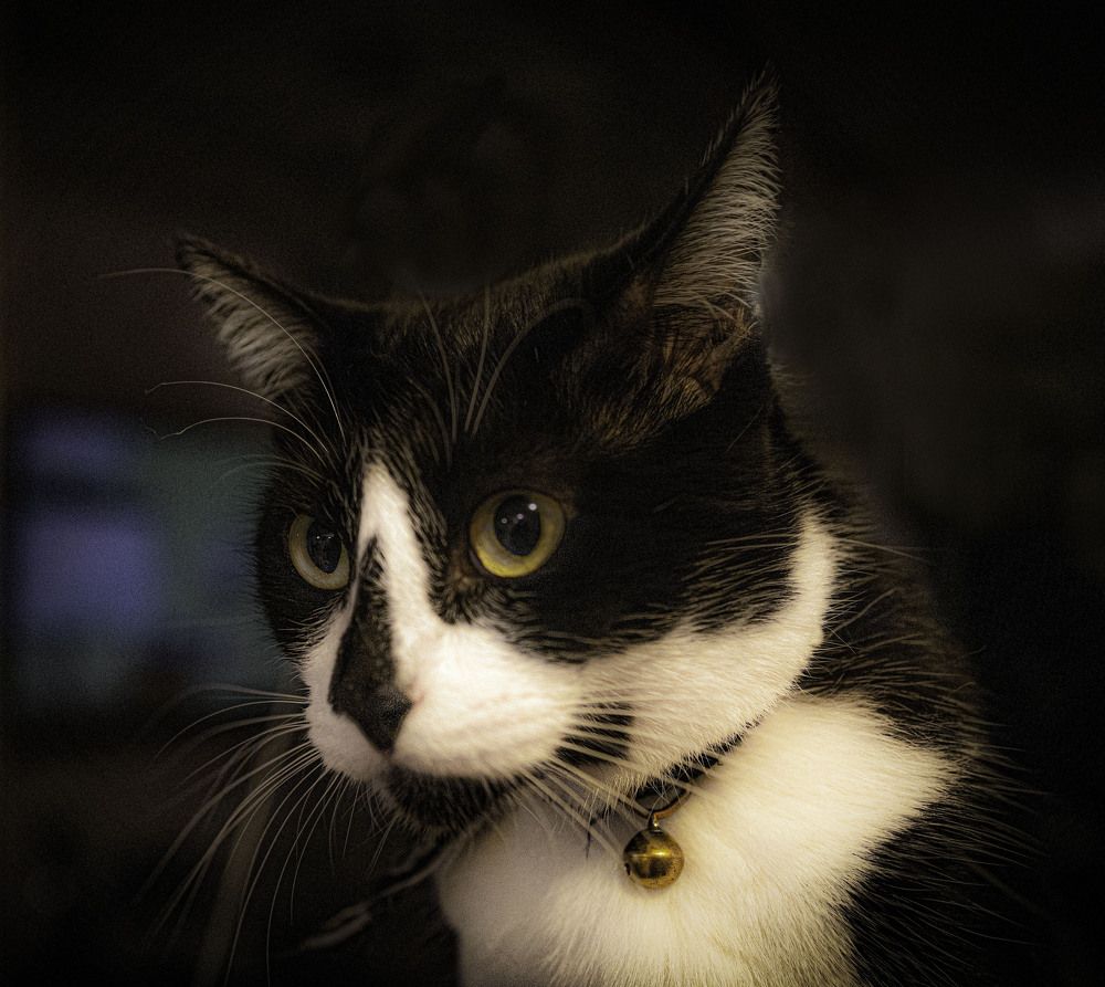 Photograph by Judit Mikol