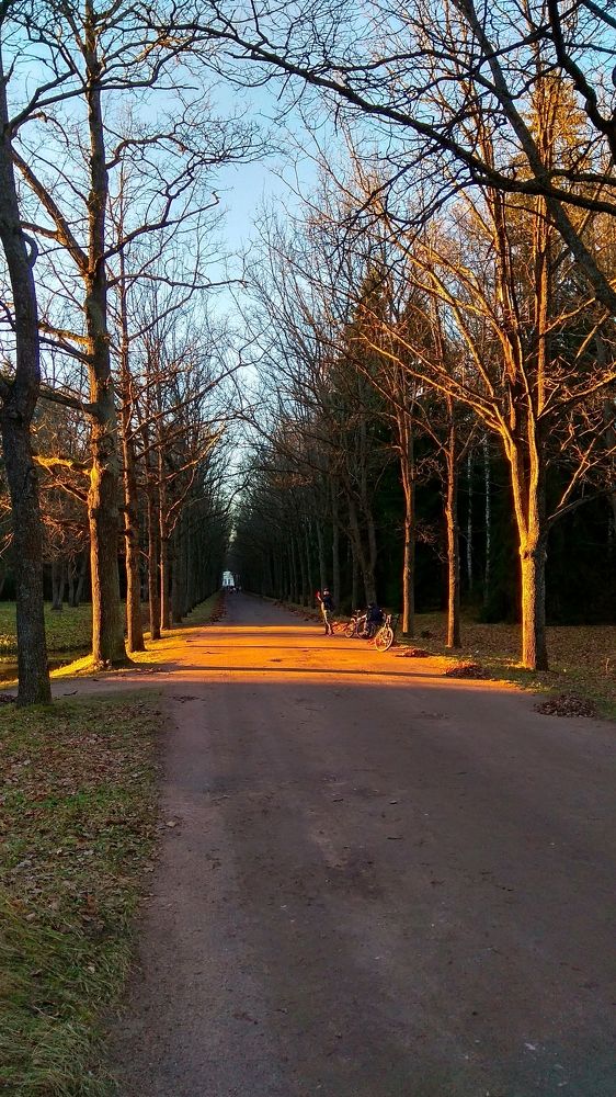 Аллея Молодого жениха