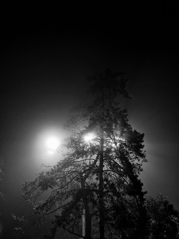 Photograph by Полина Галянина