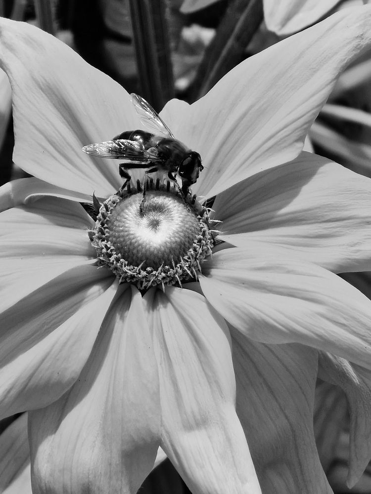 Photograph by Полина Галянина