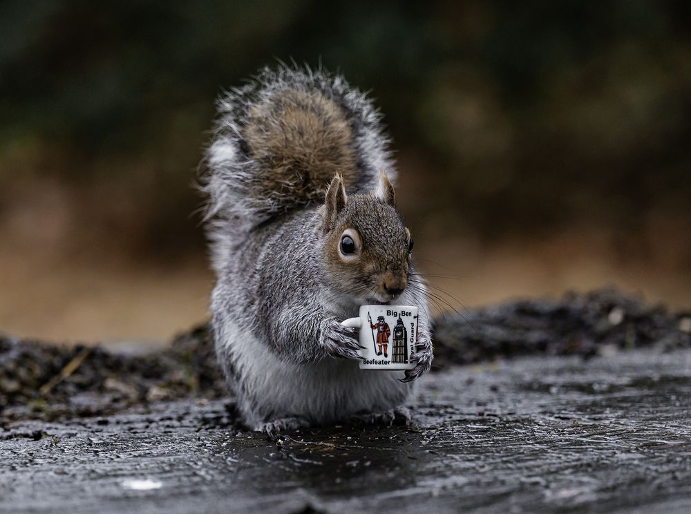 Photograph by Abdullah Al Battah