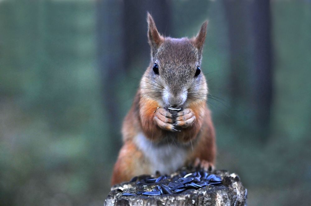 Хомячок - Бурундучок