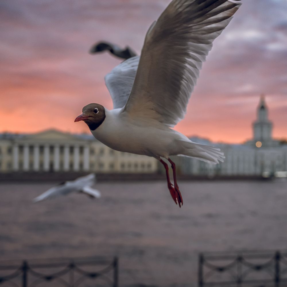 Фотография автора Караваев Антон