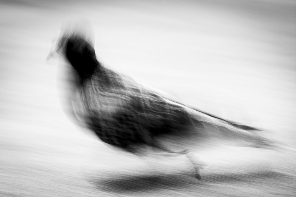 Photograph by francisco willian saldanha