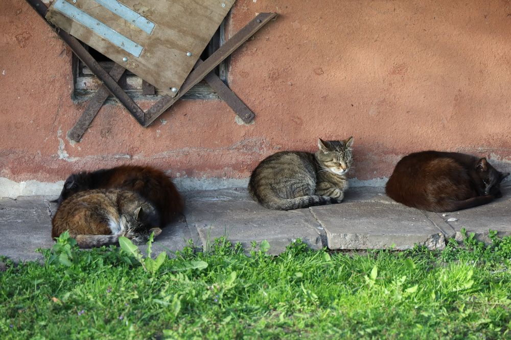 Котики