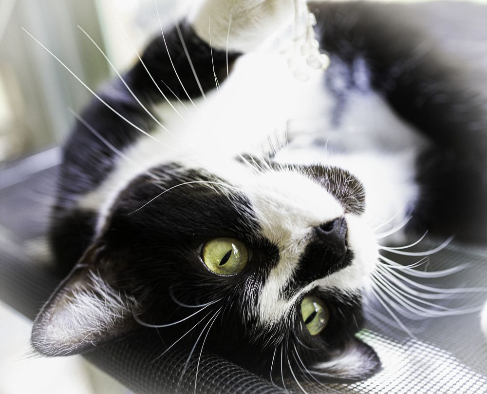 Photograph by Judit Mikol