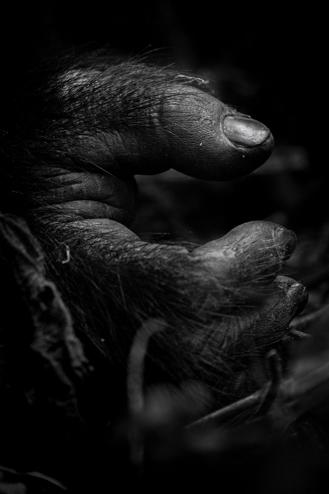 Photograph by Ricardo Ferreira