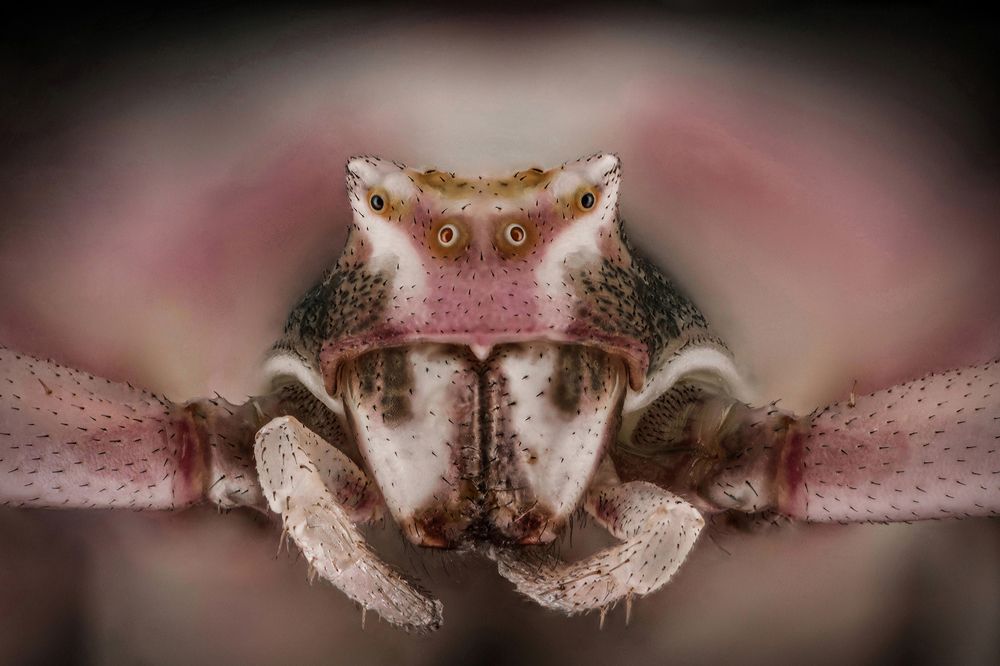 Thomisidae crab spider