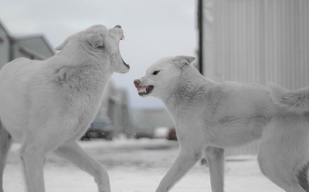 Photograph by Dark Ambient