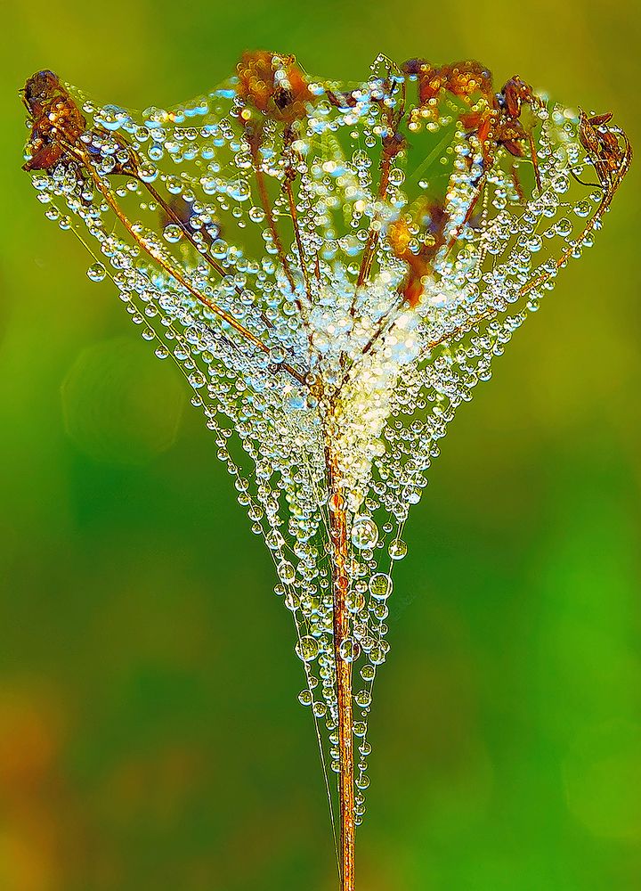 Утренний коктейль