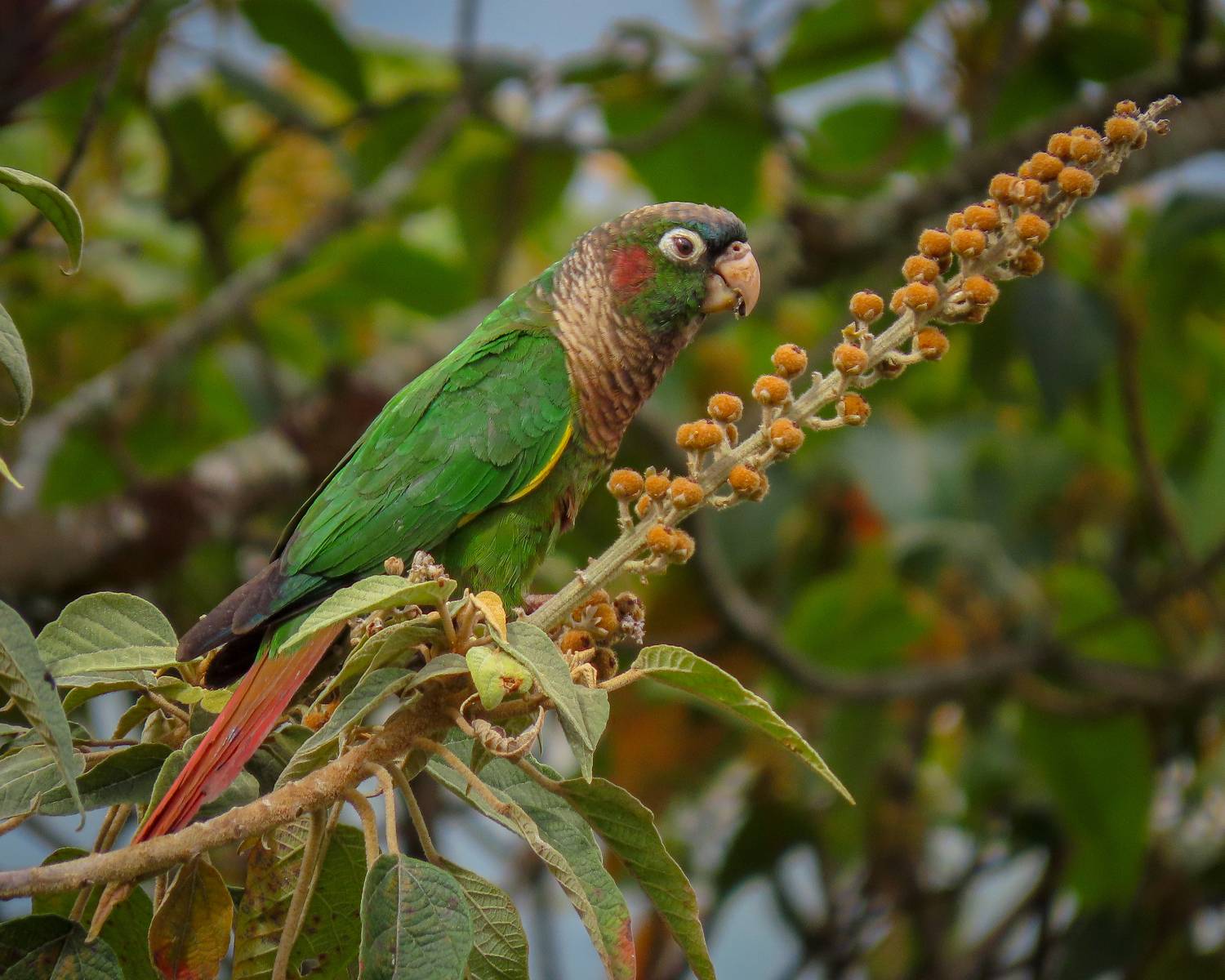 Colombia, the country of birds