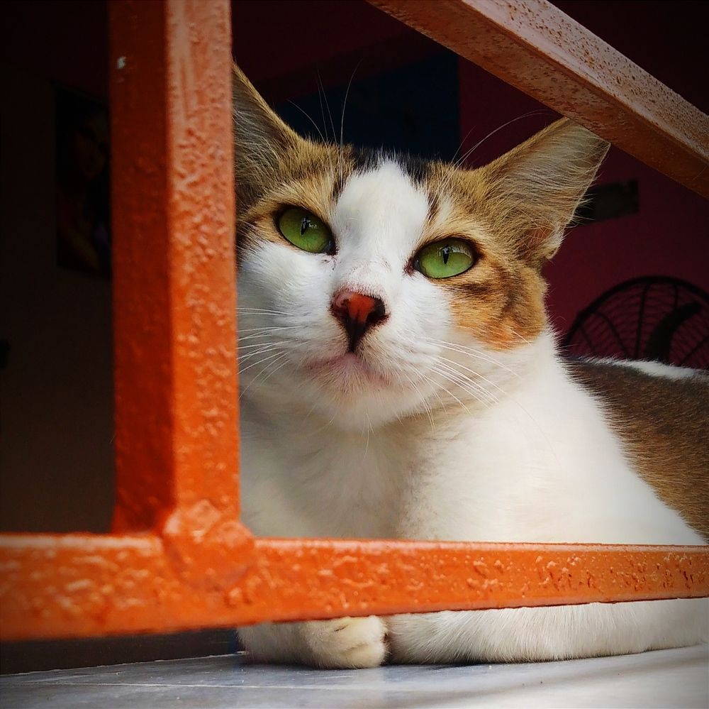 Photo #8962524