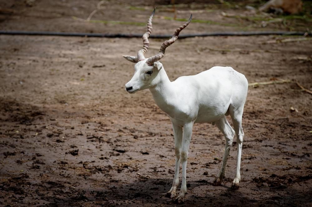 Photograph by Saurabh