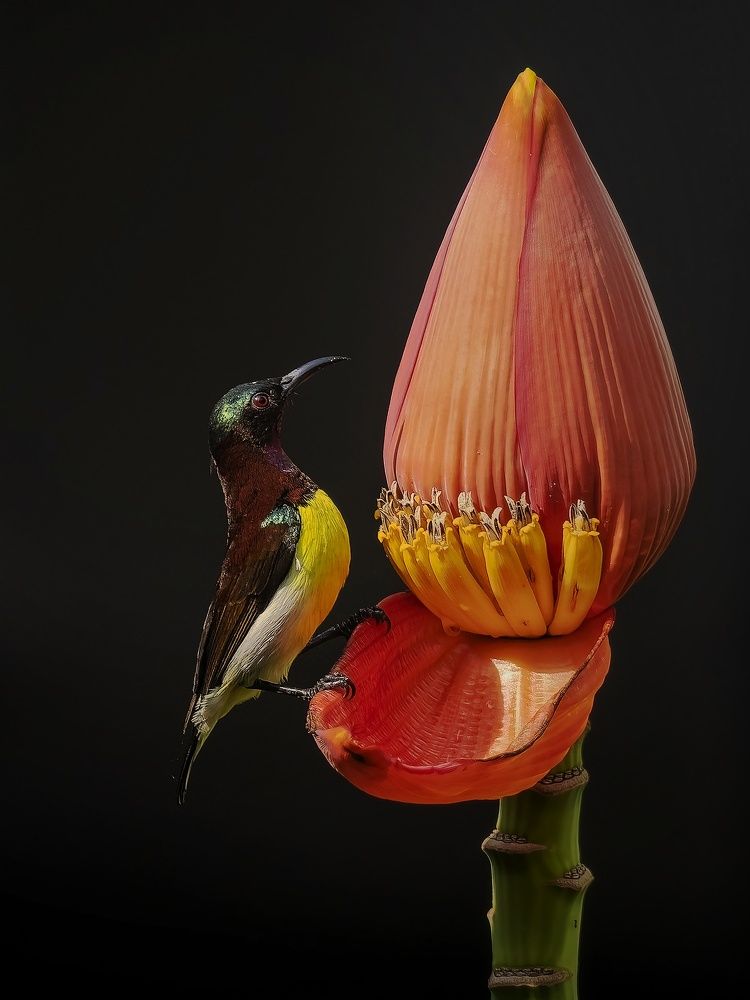 Photograph by Ritam Biswas