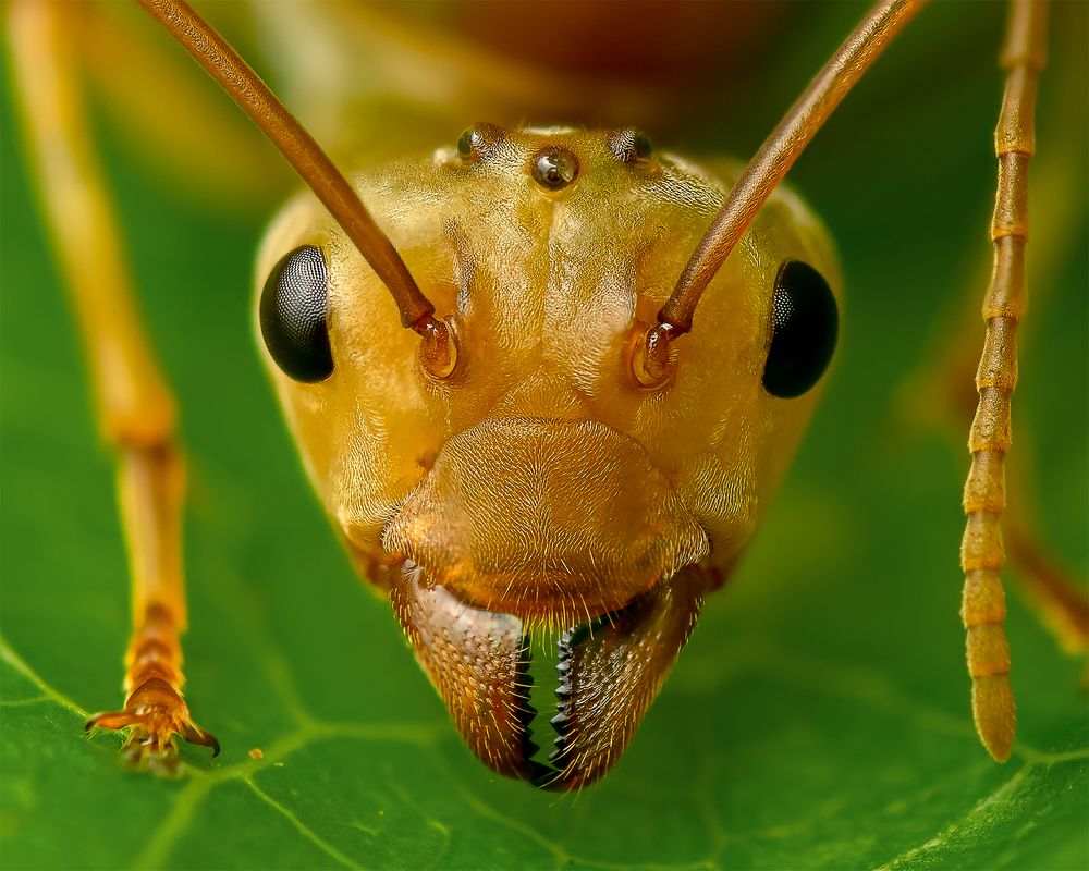 Portrait of Queen Weaver Ant