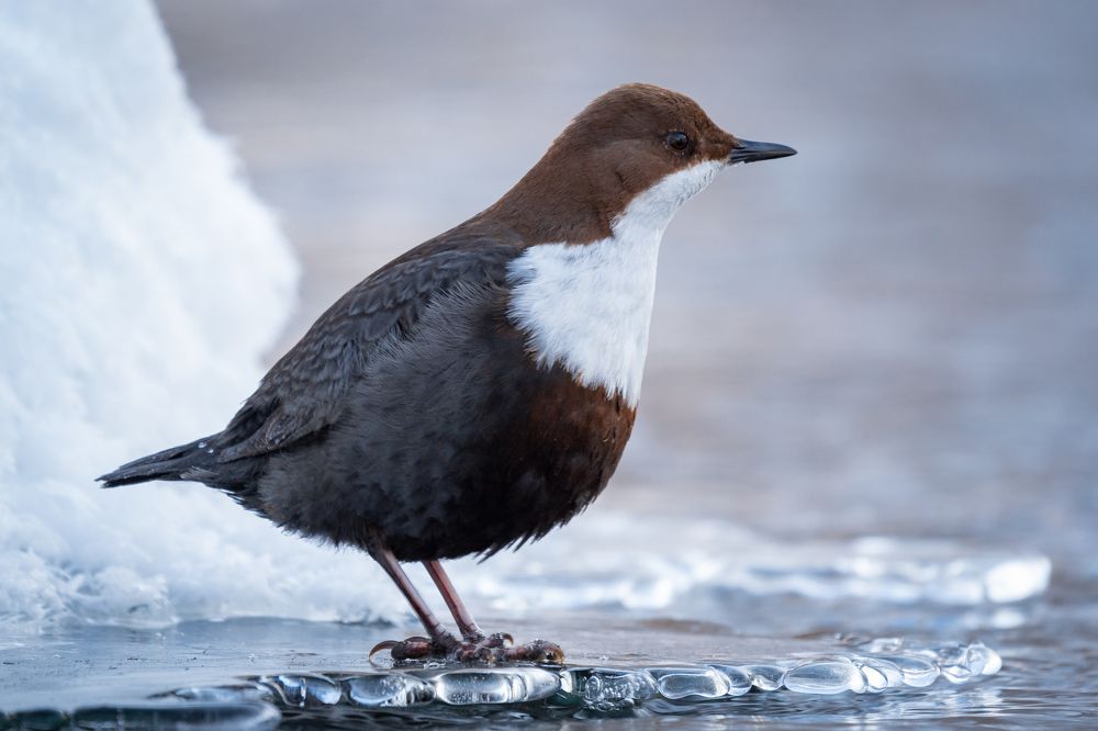Photograph by Сергей Лебедев