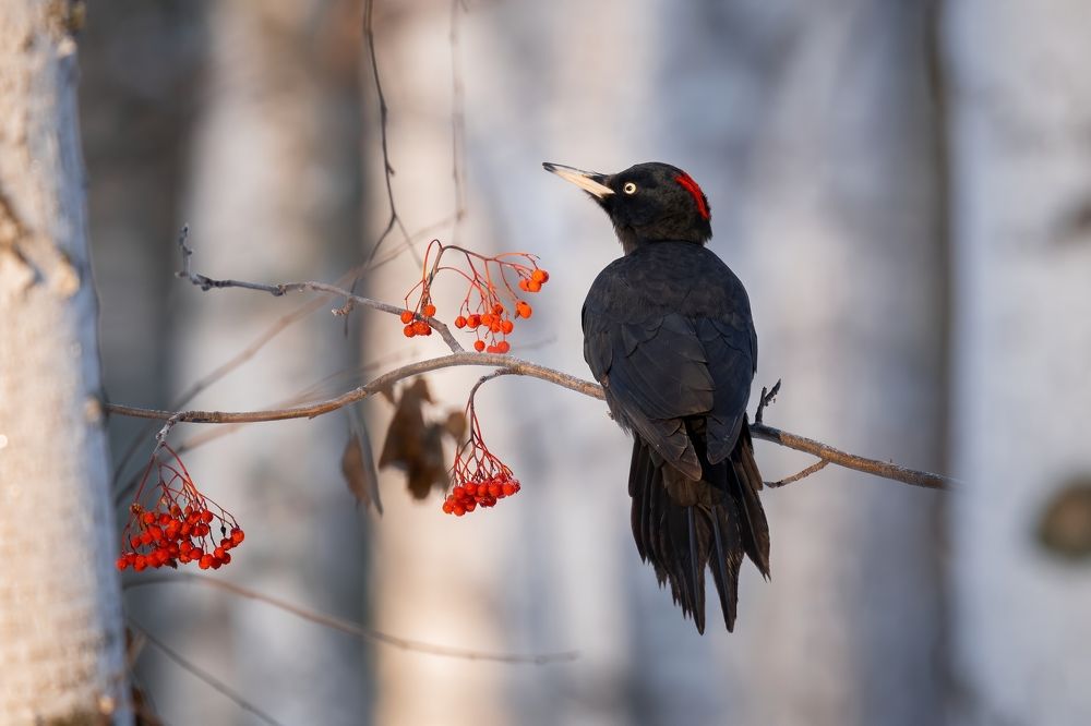 Photograph by Сергей Лебедев