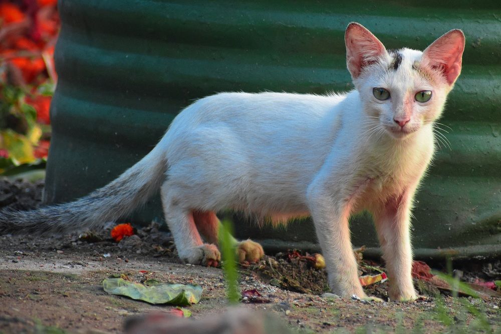 Photograph by Pralay Samanta