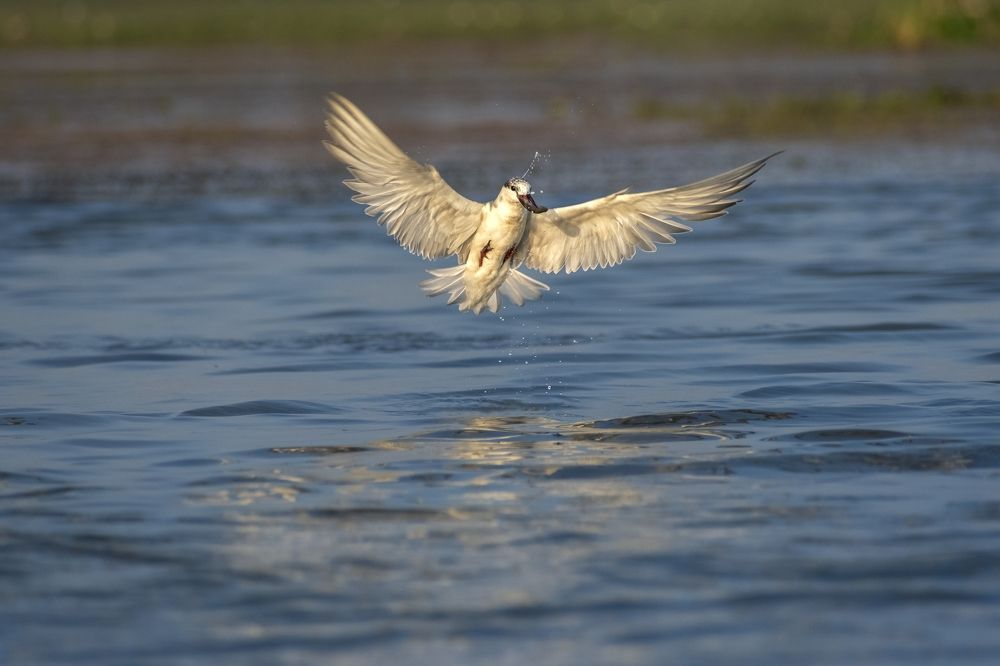 Photograph by Äddî Biswas