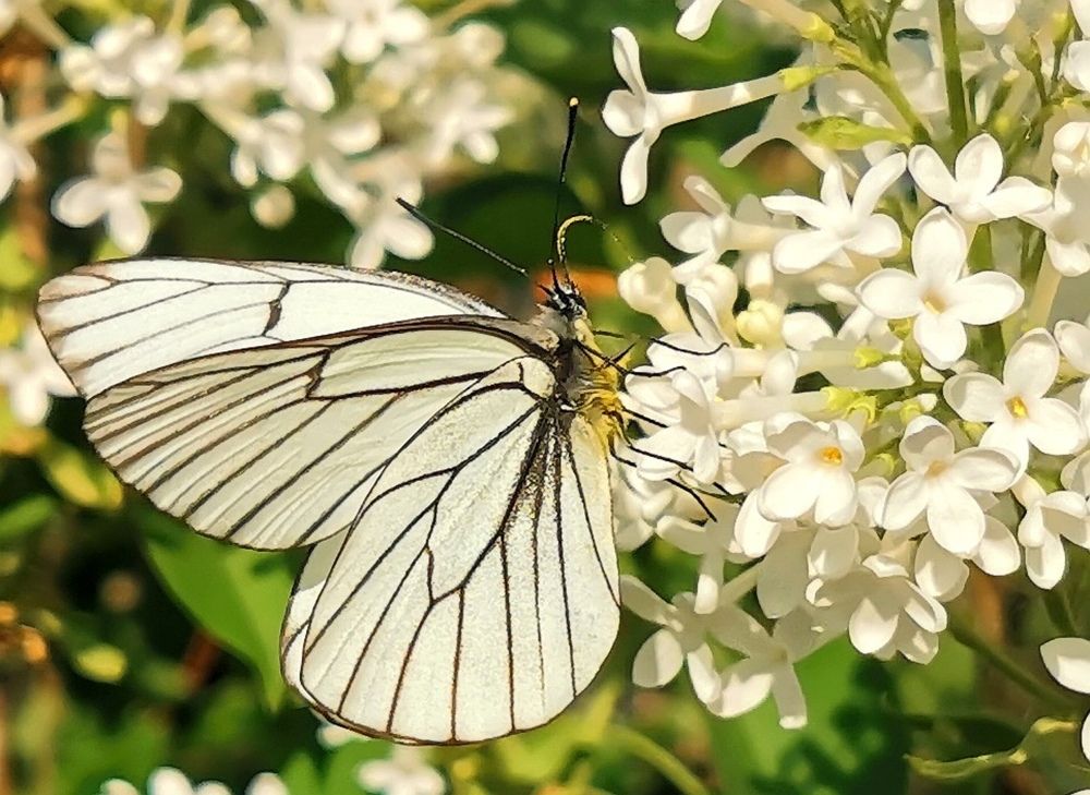 Photograph by Ирина Аверьянова