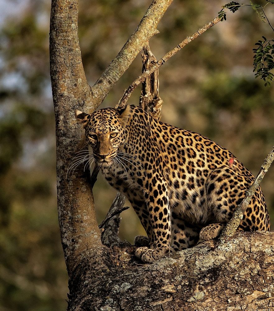 Photograph by RAVI S