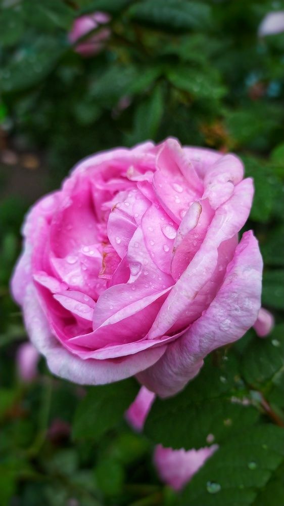 Photograph by ValentinaK