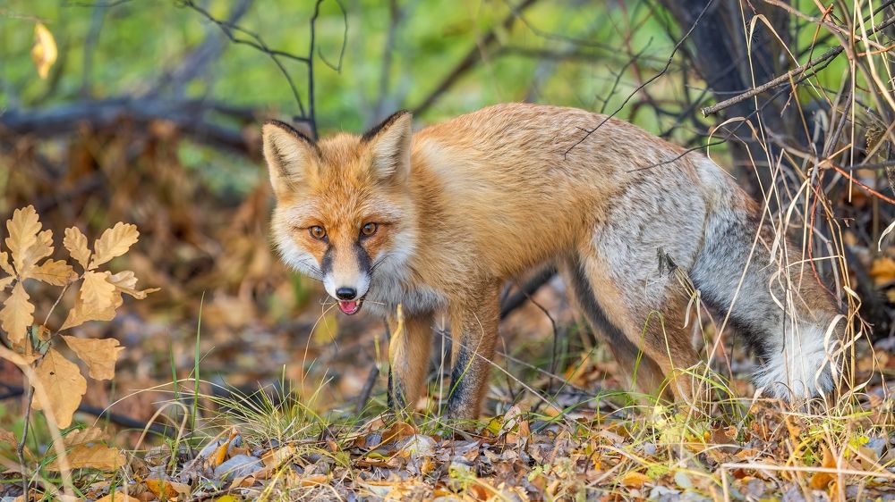 Обыкновенная лисица (Vulpes vulpes)