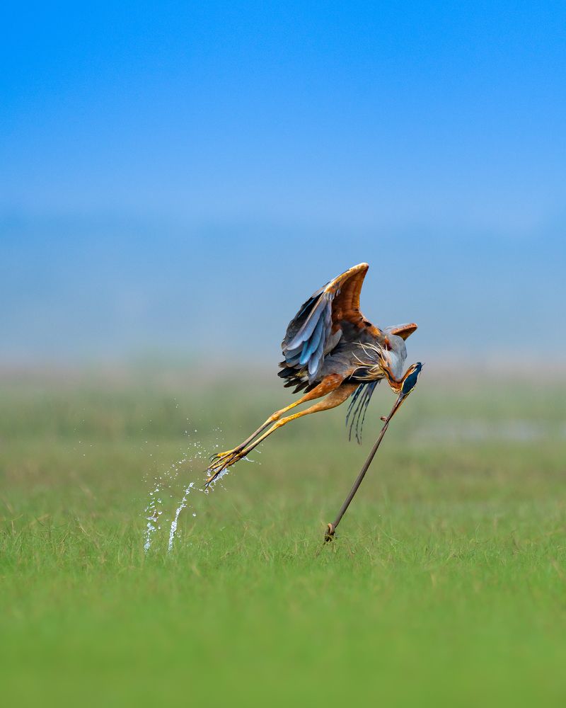 Фотография автора Mainak Halder