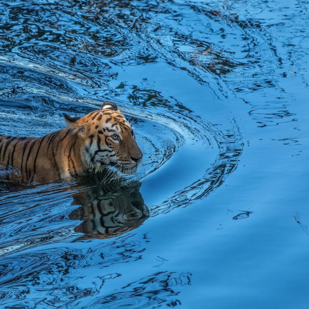 Фотография автора Purushothma KS