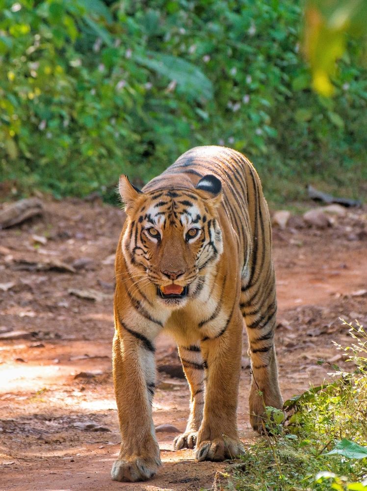 Фотография автора Purushothma KS