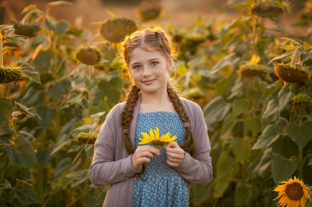 Подсолнухи