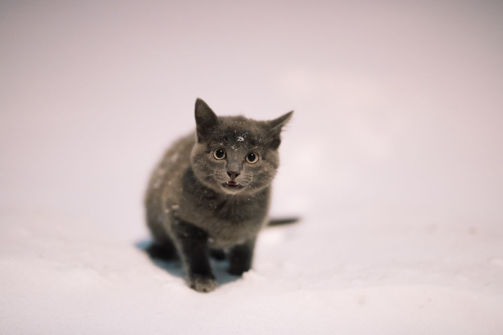 Photograph by Елена Лобакова