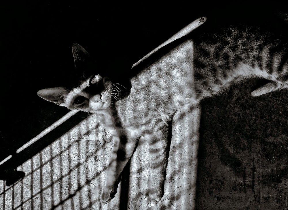 Photograph by THANUSSANTH THARMAPALAN